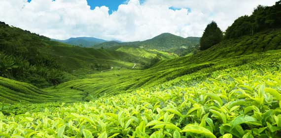 Cameron Highlands Agoda Cashback MilkADeal